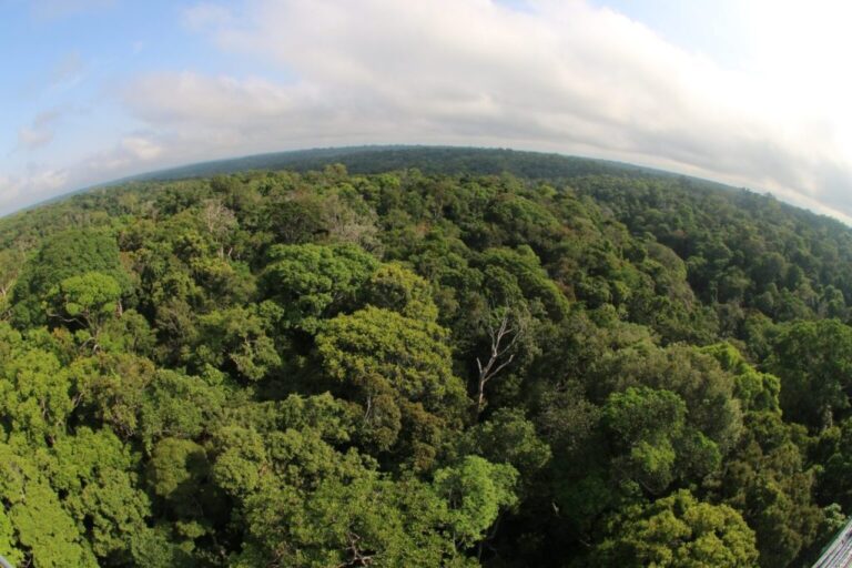 Desmatamento no Amazonas cai 30,1% no primeiro trimestre de 2026, aponta Inpe