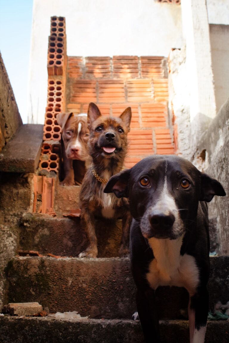 Em Eirunepé, MP fiscaliza políticas públicas voltadas à proteção e bem-estar animal