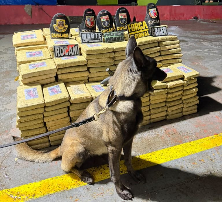 Operação policial tira de circulação mais de 600 quilos de skunk e gera prejuízo de R$ 29,6 milhões no tráfico